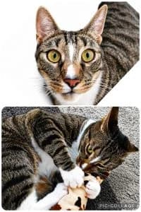 Niles, male 6yo Mixed Breed for adoption at Tiere in Not Solingen