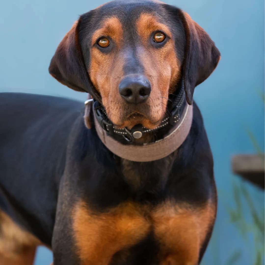 Chester, m, kastriert, geb. 05-2021, male Mixed Breed for adoption at TiNO β Tiere in Not Odenwald, Erbach