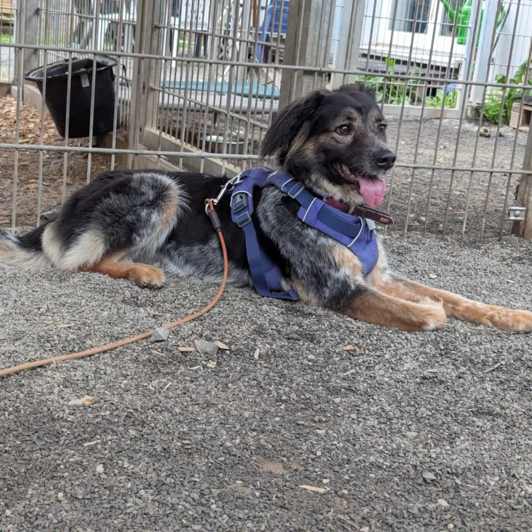 Estera, w, nicht kastriert, geb. 10-2021, female puppy Mixed Breed for adoption at TiNO — Tiere in Not Odenwald, Erbach