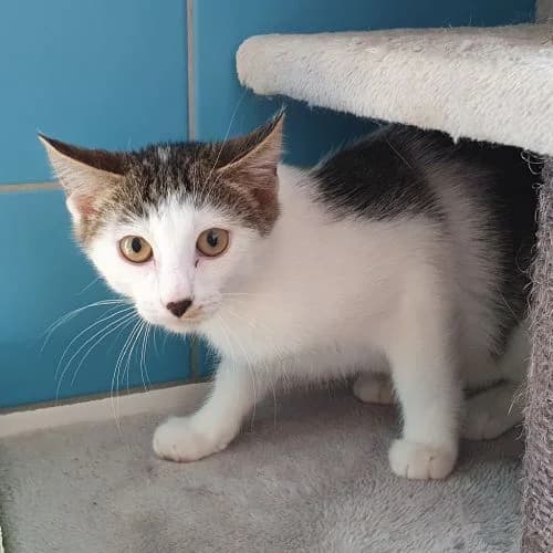 Felilou, m, Freigang, geb. 05-2026, male puppy Mixed Breed for adoption at TiNO β Tiere in Not Odenwald, Erbach