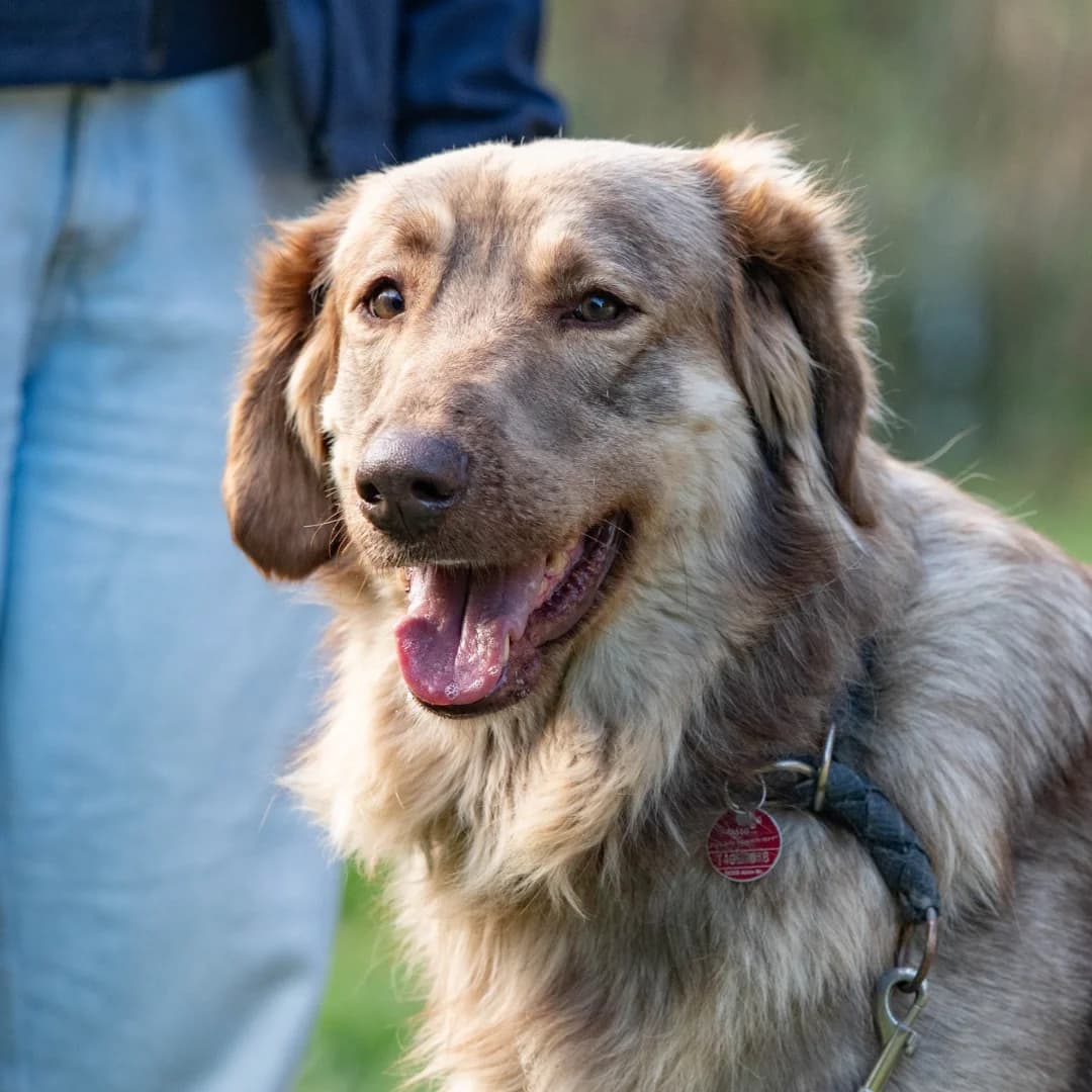 Pauline, w, kastriert, geb. 01-2021, female Mixed Breed for adoption at TiNO β Tiere in Not Odenwald, Erbach