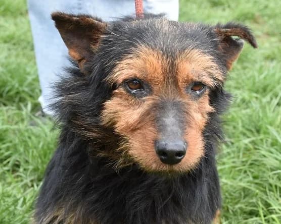 Barni, male Mixed Breed for adoption at Traurige Hundeherzen e.V., Hamburg