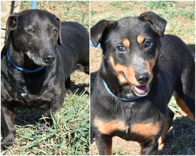 Scooby & Anna, male senior Dachshund for adoption at Traurige Hundeherzen e.V., Hamburg