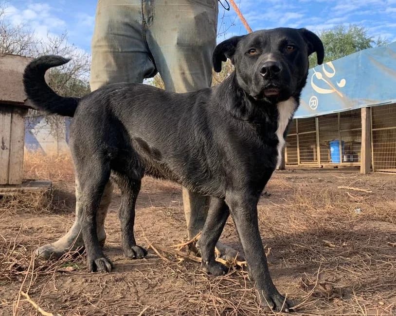 Bator, schwarz male 7yo Mixed Breed for adoption at Traurige Hundeherzen e.V., Hamburg
