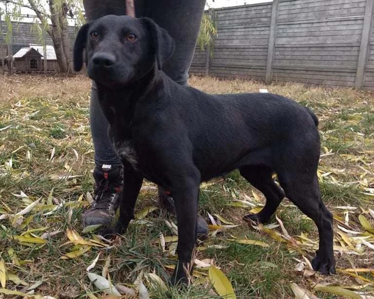 Liza, weiß male Mixed Breed for adoption at Traurige Hundeherzen e.V., Hamburg