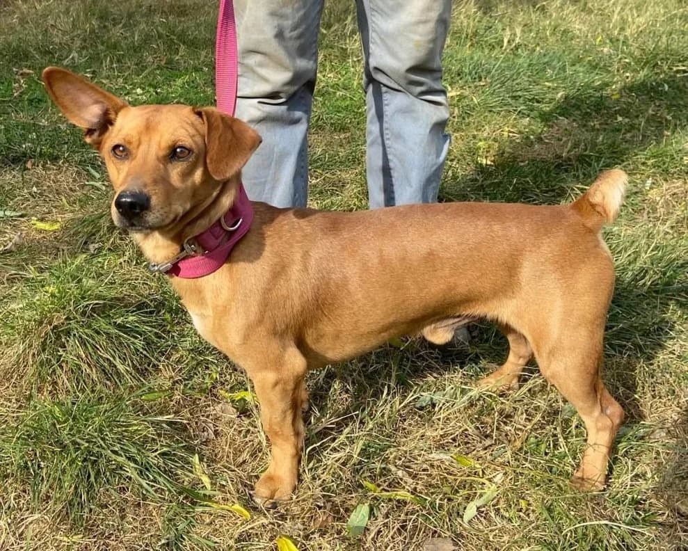 Morzsa, schwarz male Dachshund for adoption at Traurige Hundeherzen e.V., Hamburg