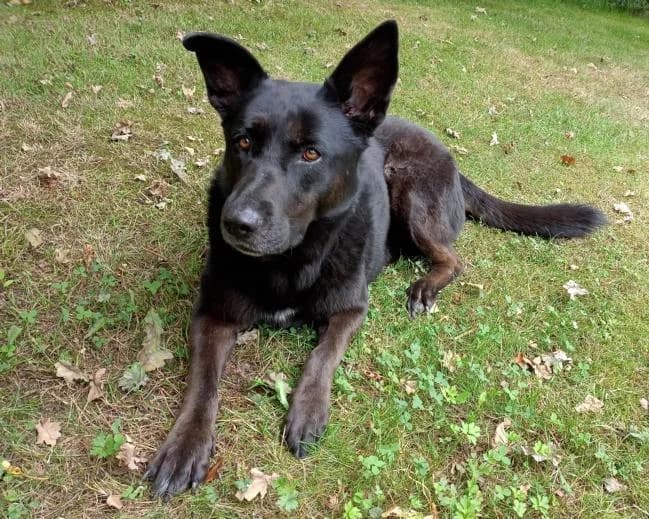 Nora (in DE), weiß female 5yo German Shepherd for adoption at Traurige Hundeherzen e.V., Hamburg
