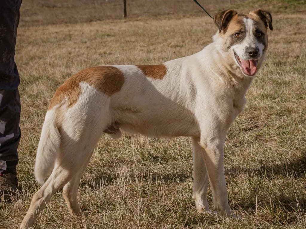 Mokka, male Mixed Breed for adoption at Traurige Hundeherzen e.V., Hamburg