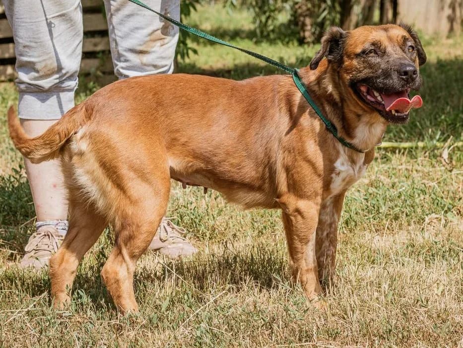Izabell, weiß female senior Mixed Breed for adoption at Traurige Hundeherzen e.V., Hamburg