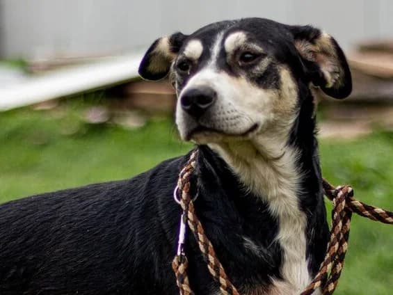 Lala, schwarz male Mixed Breed for adoption at Traurige Hundeherzen e.V., Hamburg