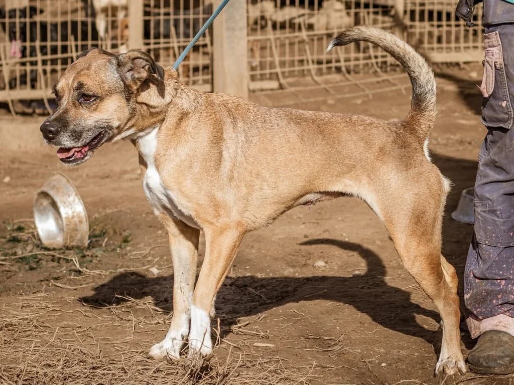 Tiana, hellbraun female Mixed Breed for adoption at Traurige Hundeherzen e.V., Hamburg
