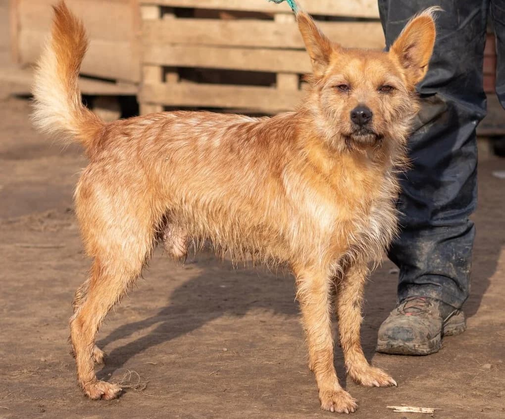 Figaró, rot male Mixed Breed for adoption at Traurige Hundeherzen e.V., Hamburg