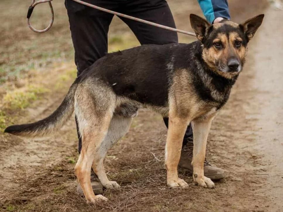 Szorin, schwarz male Mixed Breed for adoption at Traurige Hundeherzen e.V., Hamburg