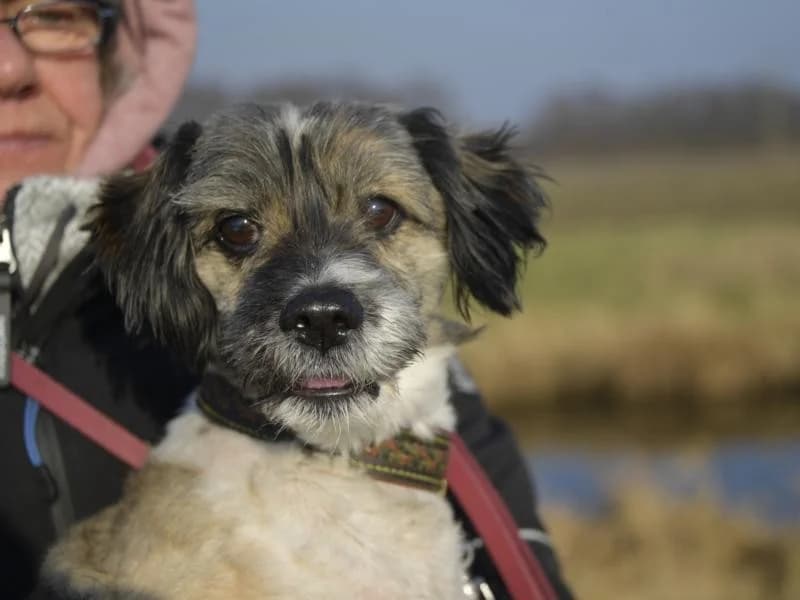 Teddy the Stöpsel (in DE), schwarz male Mixed Breed for adoption at Traurige Hundeherzen e.V., Hamburg