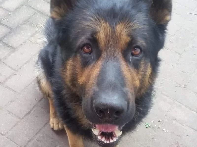 Hardy (in DE), schwarz male senior German Shepherd for adoption at Traurige Hundeherzen e.V., Hamburg