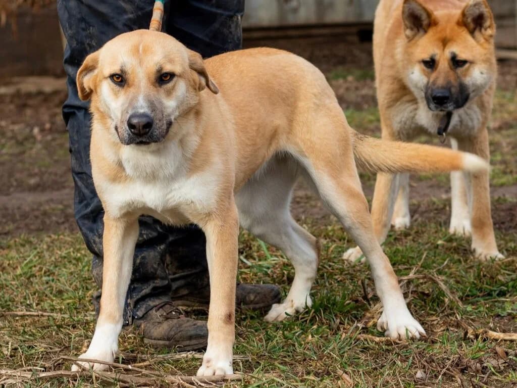 Timida, weiß female Mixed Breed for adoption at Traurige Hundeherzen e.V., Hamburg