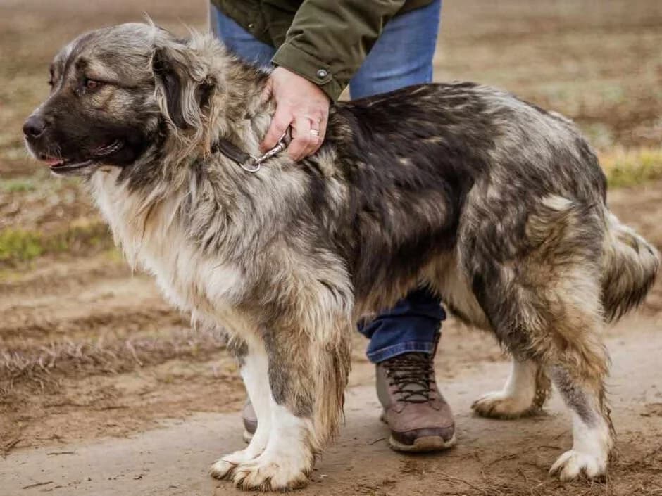 Irina, braun male German Shepherd for adoption at Traurige Hundeherzen e.V., Hamburg