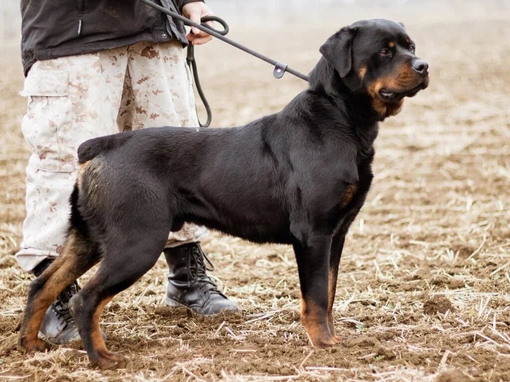 Raul, schwarz male 5yo Rottweiler for adoption at Traurige Hundeherzen e.V., Hamburg