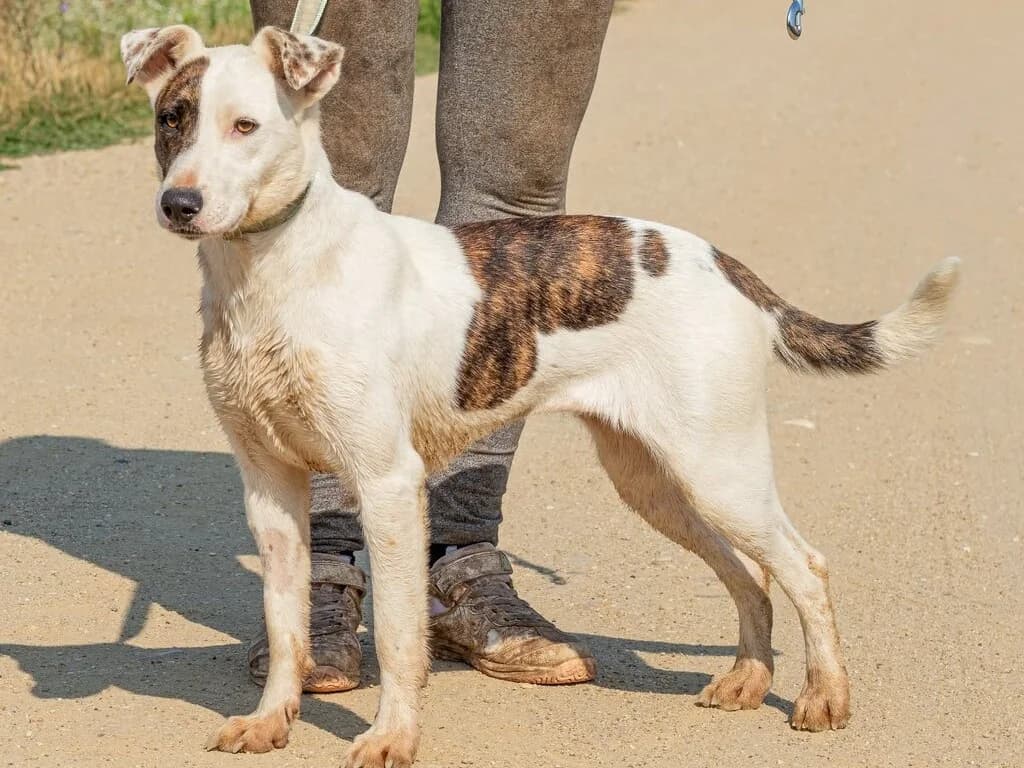 Lianda, weiß female Mixed Breed for adoption at Traurige Hundeherzen e.V., Hamburg