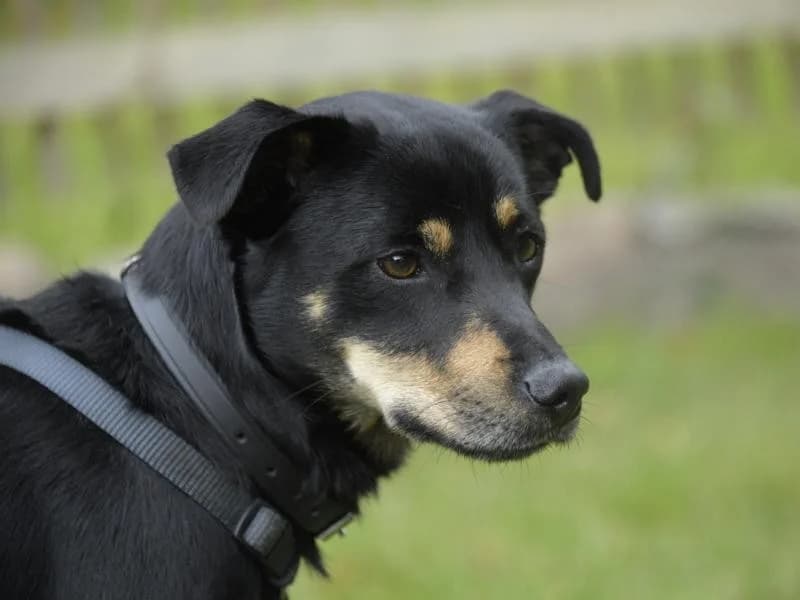 Pepper (in DE), male young Mixed Breed for adoption at Traurige Hundeherzen e.V., Hamburg