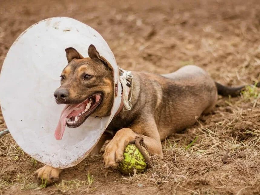 Max, male young Mixed Breed for adoption at Traurige Hundeherzen e.V., Hamburg