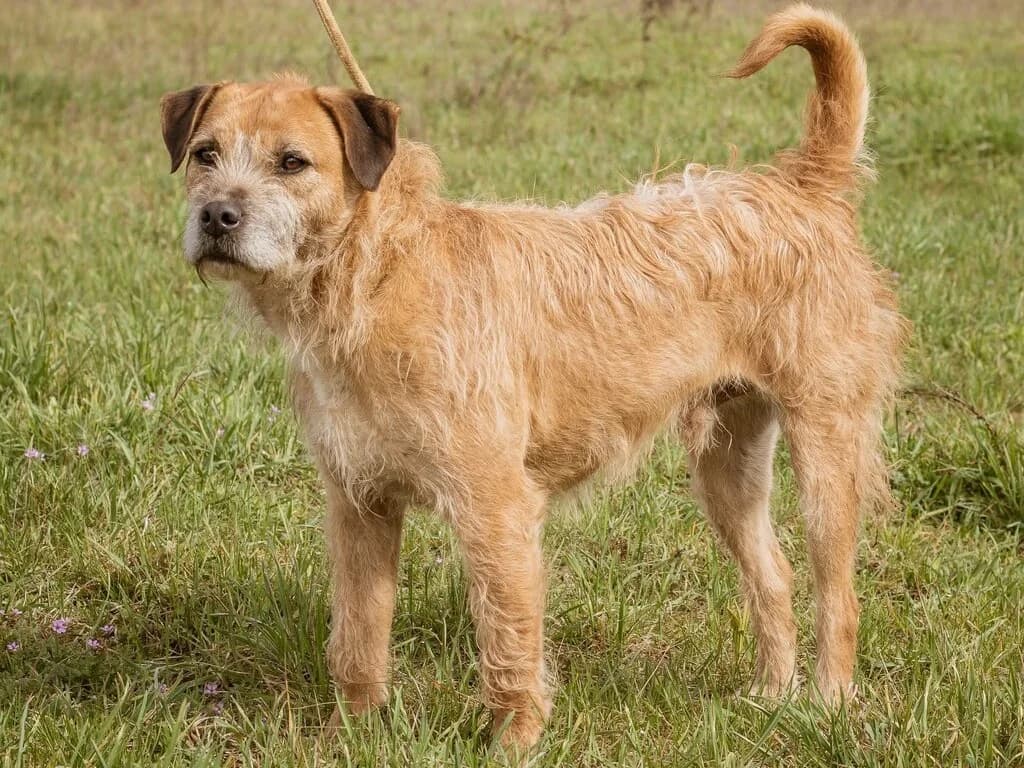 Pöpi, male 6yo Border Collie for adoption at Traurige Hundeherzen e.V., Hamburg