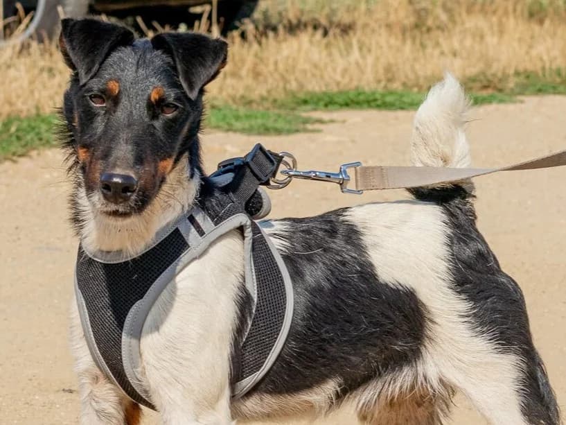 Bolt, male young Mixed Breed for adoption at Traurige Hundeherzen e.V., Hamburg