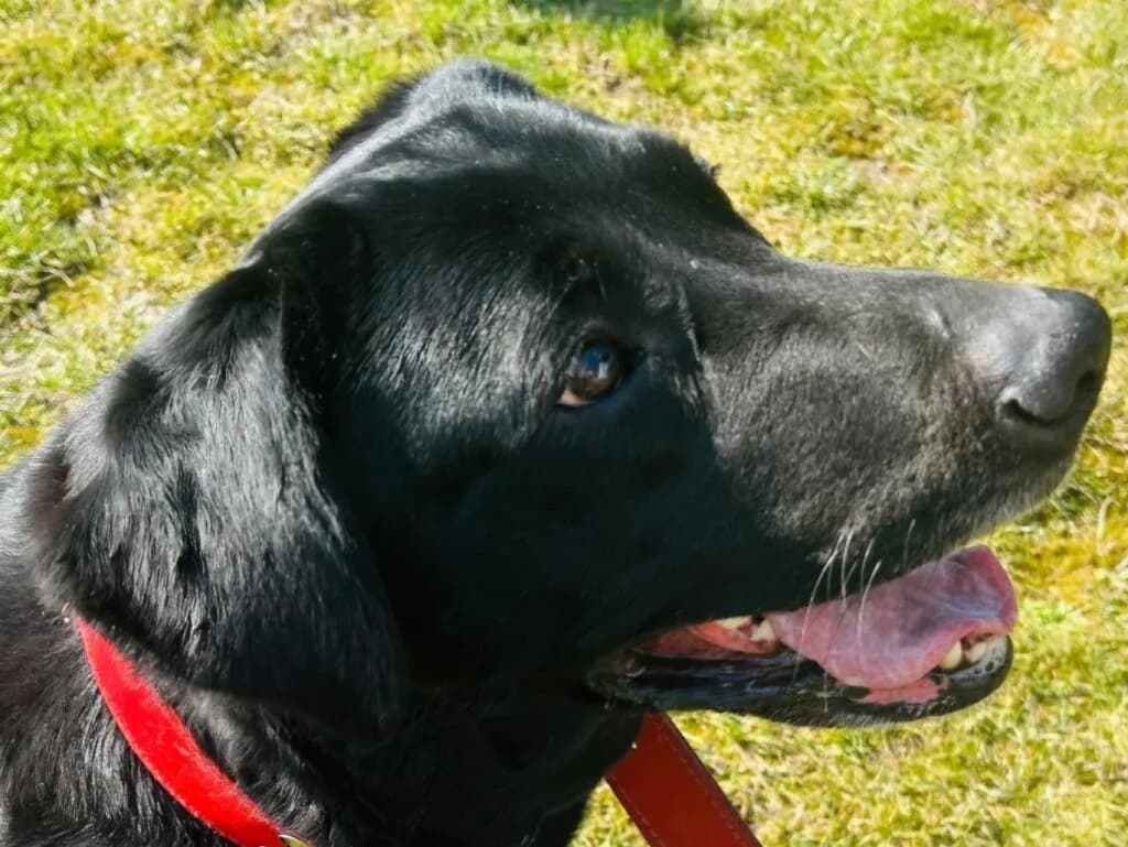 Mia, female Labrador Retriever for adoption at Traurige Hundeherzen e.V., Hamburg