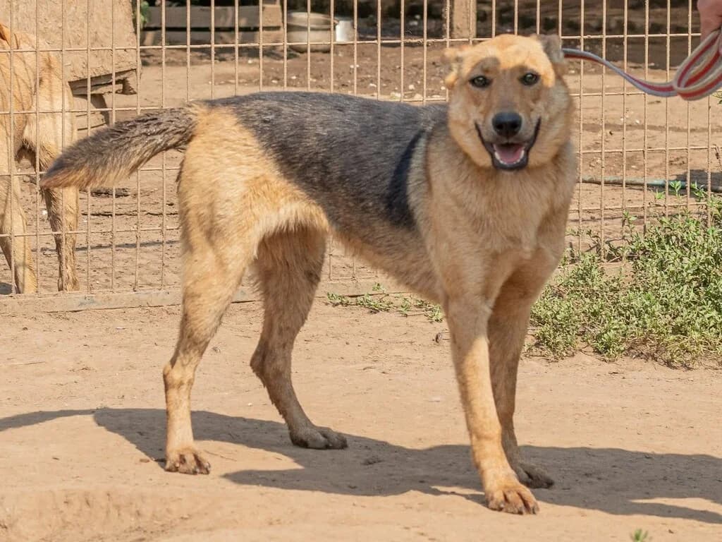 Beka, female Mixed Breed for adoption at Traurige Hundeherzen e.V., Hamburg