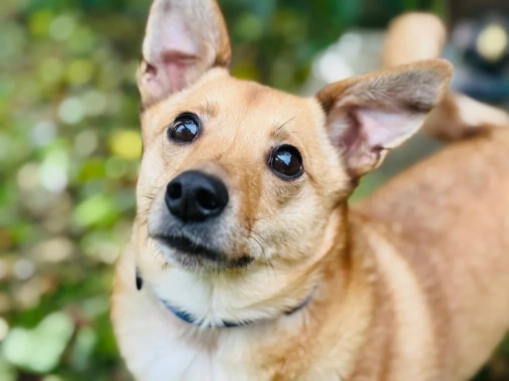 Zuko, male 3yo Mixed Breed for adoption at Traurige Hundeherzen e.V., Hamburg