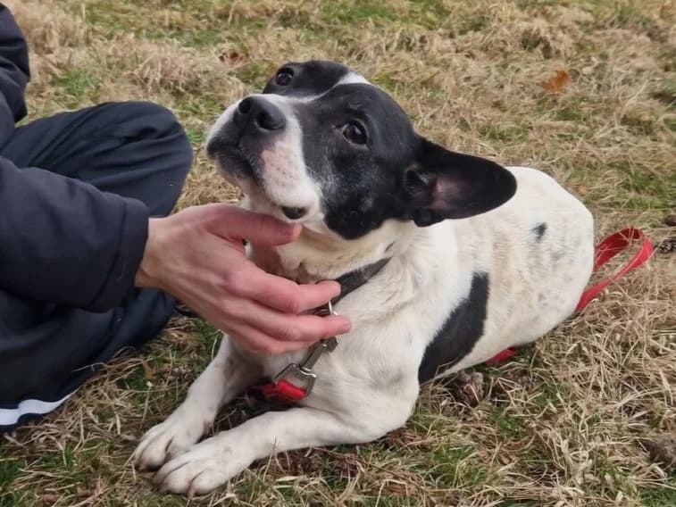 Havana, female 5yo Boston Terrier for adoption at Traurige Hundeherzen e.V., Hamburg