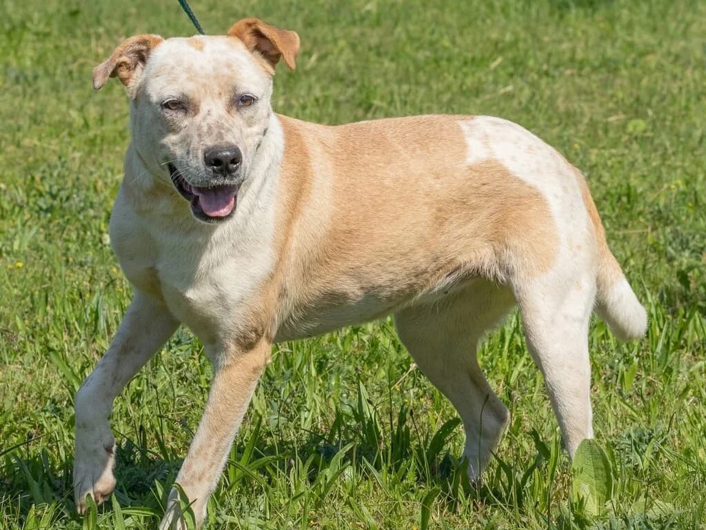 Pipi, weiß male young Mixed Breed for adoption at Traurige Hundeherzen e.V., Hamburg