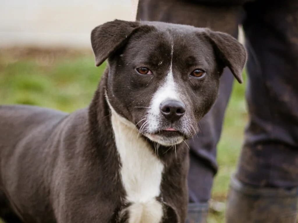 Nori, schwarz female young Mixed Breed for adoption at Traurige Hundeherzen e.V., Hamburg