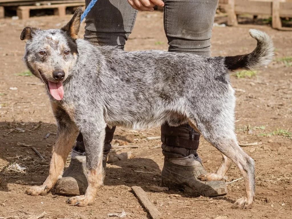 Hektor, rot male young Mixed Breed for adoption at Traurige Hundeherzen e.V., Hamburg