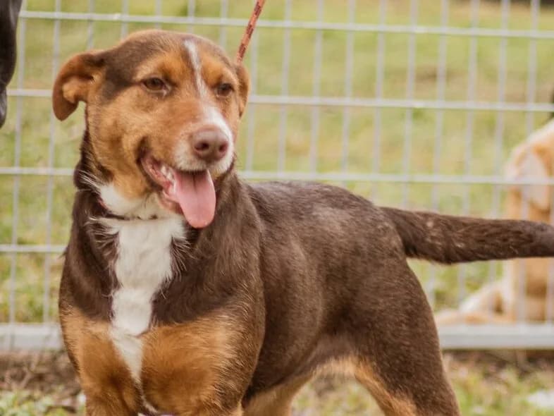 Szepi, tricolor female young Mixed Breed for adoption at Traurige Hundeherzen e.V., Hamburg