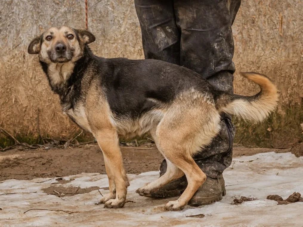Tilda, male 4yo German Shepherd for adoption at Traurige Hundeherzen e.V., Hamburg