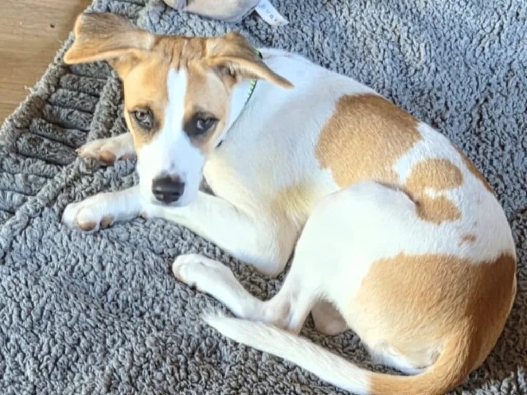 Cody, male puppy Beagle for adoption at Traurige Hundeherzen e.V., Hamburg