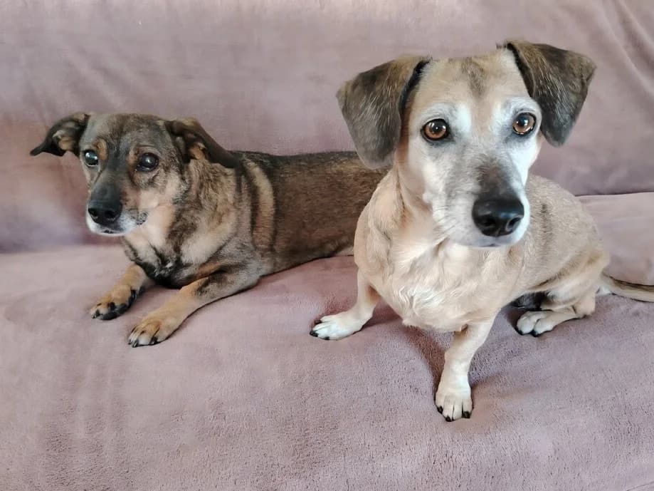 Elis & Bred, male 6yo Dachshund for adoption at Traurige Hundeherzen e.V., Hamburg