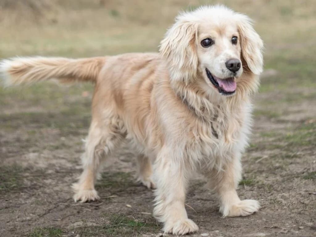 Ricki, male senior Cocker Spaniel for adoption at Traurige Hundeherzen e.V., Hamburg