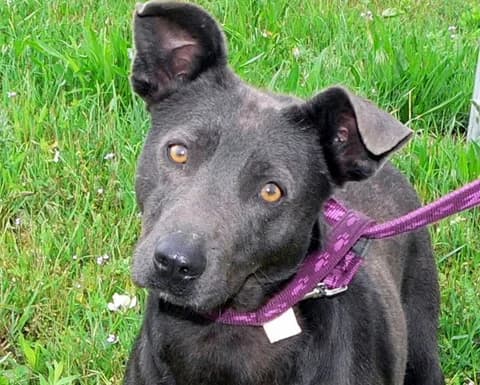 Zanett, female puppy Mixed Breed for adoption at Traurige Hundeherzen e.V., Hamburg