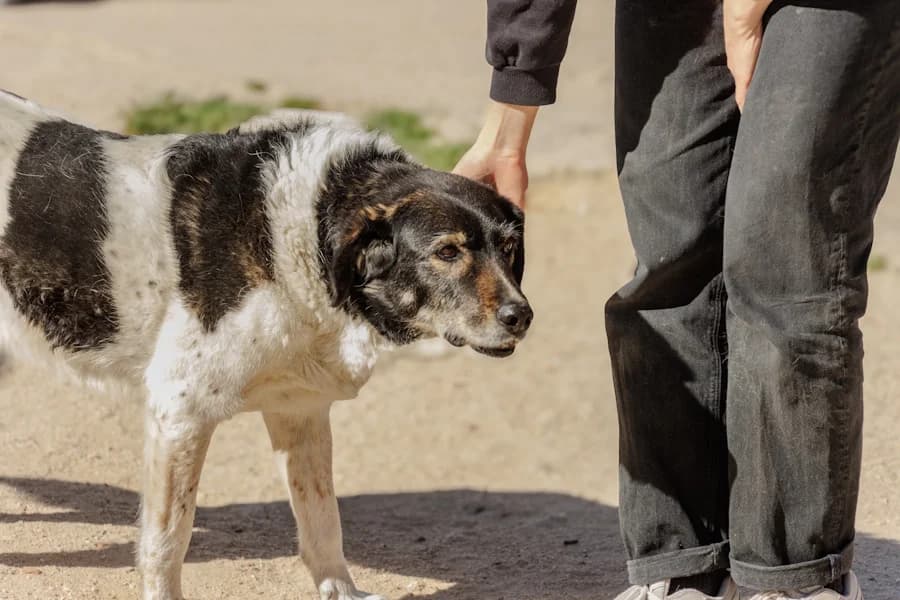 Luna Herdenschutzhundmix, female young Mixed Breed for adoption at TS Fellwechsel e.V., Varel /nur Vereinssitz, kein Tierheim vor Ort