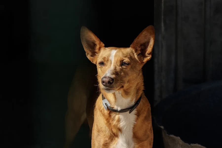 Mia Podenca, female young Mixed Breed for adoption at TS Fellwechsel e.V., Varel /nur Vereinssitz, kein Tierheim vor Ort