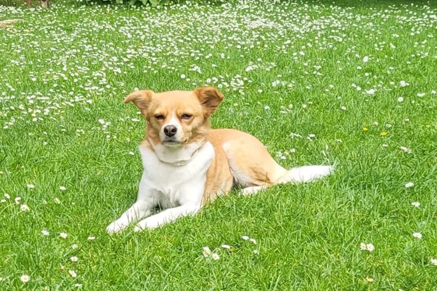 Chiqui, female young Mixed Breed for adoption at TS Fellwechsel e.V., Varel /nur Vereinssitz, kein Tierheim vor Ort