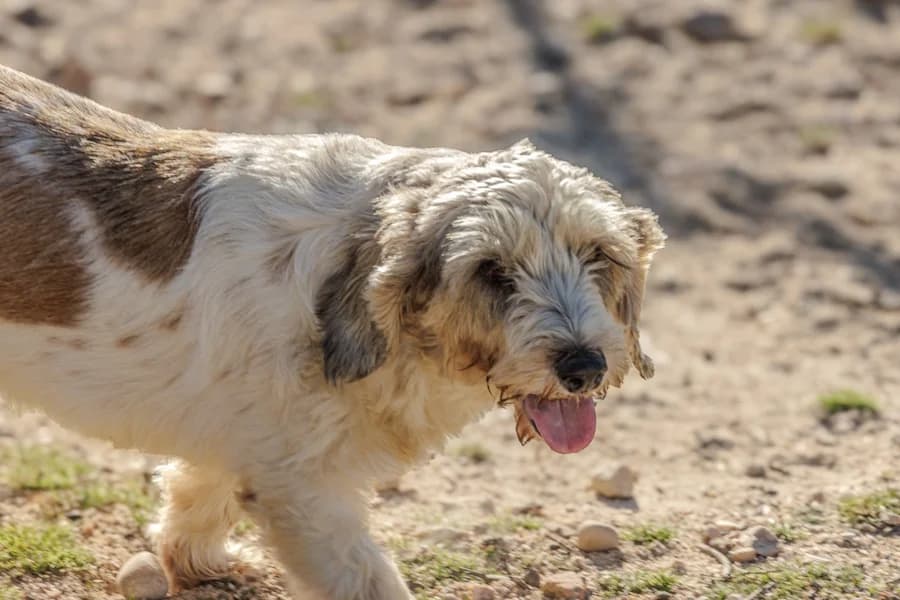 Lassie Petit, female 6yo Basset Hound for adoption at TS Fellwechsel e.V., Varel /nur Vereinssitz, kein Tierheim vor Ort