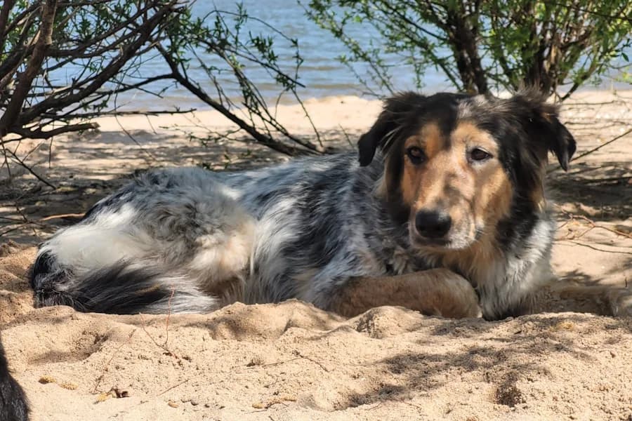 Emma Aussie-Schäferhundmix, female 4yo mixed breed for adoption at TS Fellwechsel e.V., Varel /nur Vereinssitz, kein Tierheim vor Ort