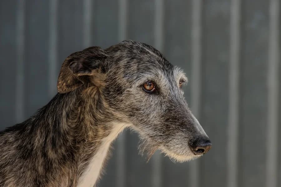 Aida Galga, female 4yo Mixed Breed for adoption at TS Fellwechsel e.V., Varel /nur Vereinssitz, kein Tierheim vor Ort