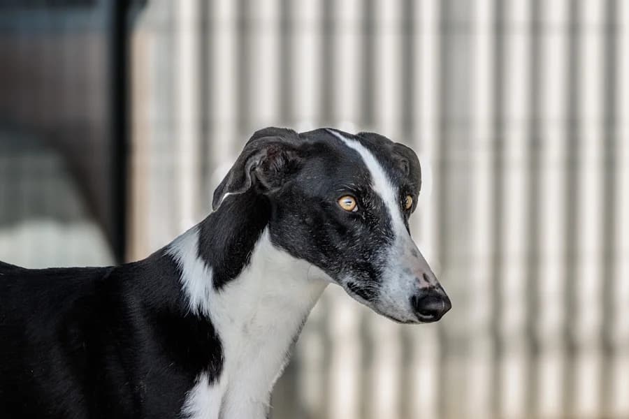 Naruz Galgo, male young mixed breed for adoption at TS Fellwechsel e.V., Varel /nur Vereinssitz, kein Tierheim vor Ort