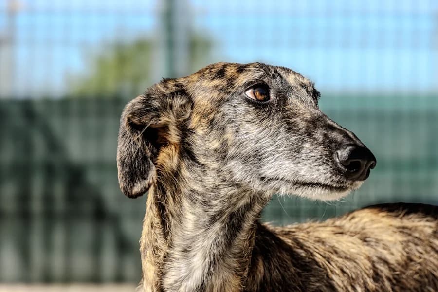 Amparito Galga, female 4yo Mixed Breed for adoption at TS Fellwechsel e.V., Varel /nur Vereinssitz, kein Tierheim vor Ort