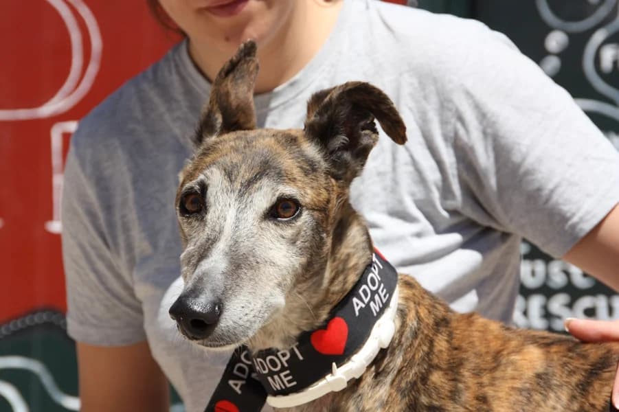 Dante, male 6yo Galgo Español for adoption at TS Fellwechsel e.V., Varel /nur Vereinssitz, kein Tierheim vor Ort