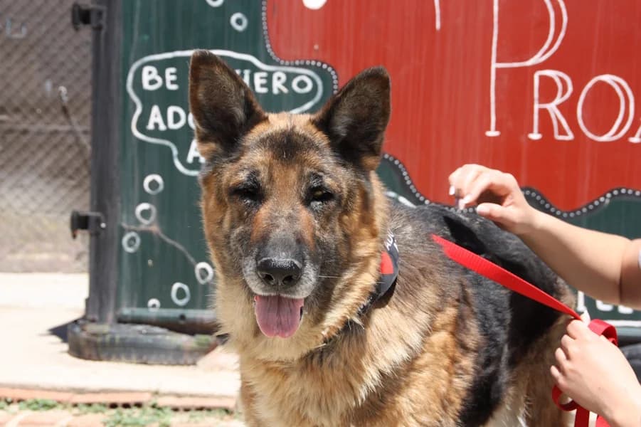 Marisol Deutscher, female senior German Shepherd for adoption at TS Fellwechsel e.V., Varel /nur Vereinssitz, kein Tierheim vor Ort